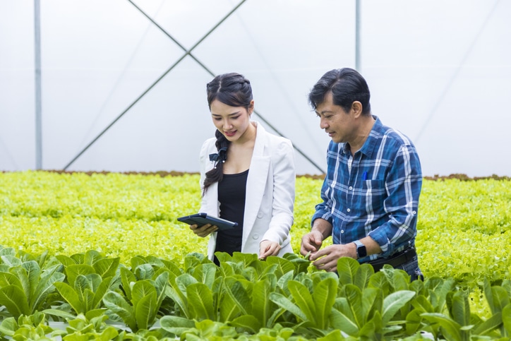 Local farmer growing their own green oak salad lettuce in the greenhouse meeting with executive business partner placed by food recruiters